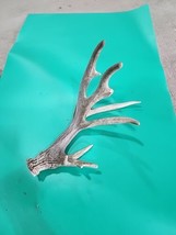 H24 Atypical Whitetail Deer Shed Antler - £47.48 GBP