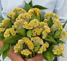 30 Celosia Cramers&#39; Lemon-Lime Seeds Garden USA Shipping - £6.89 GBP