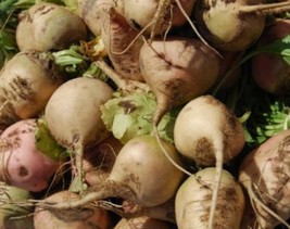 Sugar Beets - Seeds - Organic - Non Gmo - Heirloom Seeds – Vegetable See... - $8.79