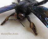 Brush Legs Rainbow Bee Xylocopa Latipes Male Entomology Collectible Shad... - $54.99
