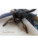 Brush Legs Rainbow Bee Xylocopa Latipes Male Entomology Collectible Shad... - $75.51 CAD