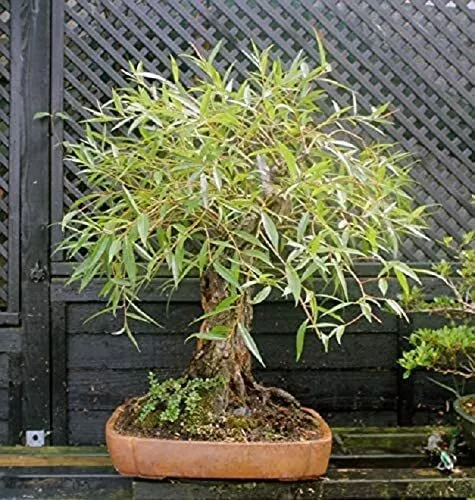 Willow Tree Bundle 1 Fast Growing AussieWeeping Willow Trees - £25.13 GBP