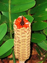 Semilir 10 Seeds Store Cardboard Cycad Palm, Zamia Furfuracea Sago Plant Tree Me - £12.39 GBP