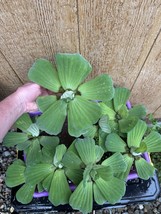 MEMORIAL DAY SPECIAL (7) Water Lettuce Koi Pond Floating Plants Algae LA... - $62.23 CAD