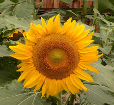 US Seller Sunflower Dwarf Incredible 30-40” 8” Flowers Safe For Bees 100 Seeds N - $7.96