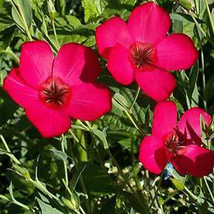 Ship From Us Scarlet Flax Seeds - 8 Oz SEEDS- NON-GMO, Open Pollinated TM11 - £72.70 GBP