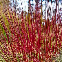 Silky Dogwood Cornus Amomum Flowering Year Round Beauty Ornamental Bonsai Favori - $12.99