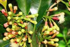 Cengkeh (Indonesian Clove) Syzygium aromaticum - £16.16 GBP