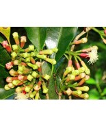 Cengkeh (Indonesian Clove) Syzygium aromaticum - £15.99 GBP