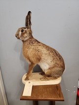 J178 Jumbo Size English Hare Rabbit Mount Taxidermy - £488.91 GBP
