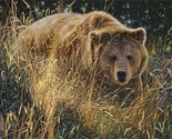 36&quot; X 44&quot; Panel Brown Bear Wildlife Animals Cotton Fabric Panel (D483.49) - $13.95