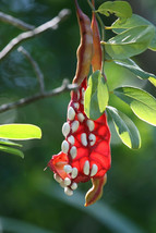 Capparis cynophallophora JAMAICAN CAPER fruit florida native berry seed 50 seeds - £11.79 GBP