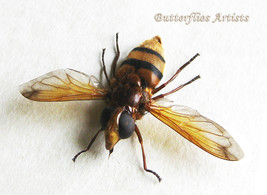 Volucella Inanis Wasp Mimic Hoverfly Framed Entomology Collectible Shado... - £49.56 GBP