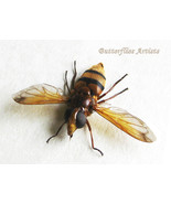 Volucella Inanis Wasp Mimic Hoverfly Framed Entomology Collectible Shado... - $86.15 CAD