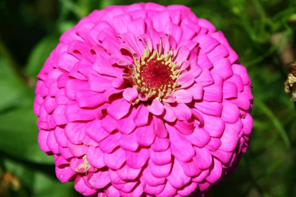 Zinnia Pink Fully Double Flower 60 Fresh Seeds - $13.99
