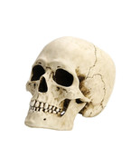 Human Skull with movable jaw White Finish Realistic Cold Cast Resin Statue - $98.66 CAD