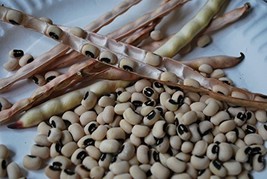 Black Eyed Peas Seeds - (200 Seeds) Non-gmo, Ancient Heirloom, Organic V... - $4.95