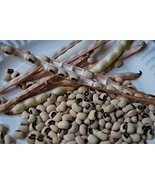 Black Eyed Peas Seeds - (200 Seeds) Non-gmo, Ancient Heirloom, Organic V... - £3.94 GBP