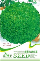 10 packs 1000 Seeds American Lettuce der Salat Green Organic Vegetables FRESH SE - £12.75 GBP