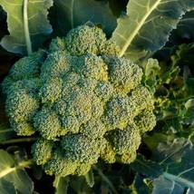 BROCCOLI CALABRESE GREEN SPROUTING, 300 SEEDS R - $267.26 MXN