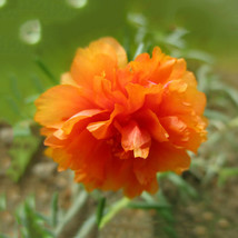 500 seeds Portulaca oleracea Purslane Double Flowers Seeds - £12.70 GBP