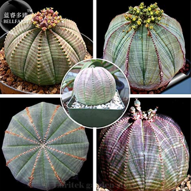 100Pcs Euphorbia Obesa Basketball Sea Urchin Pack Living Baseball Golf B... - $5.19