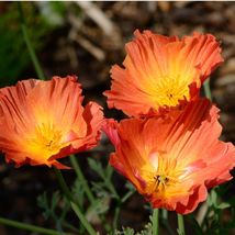 40 Peach Strawberry California Poppy Seeds Mix Flower Papaver Reseeding Annual - £14.35 GBP