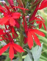 Bloomys 300 Seeds Cardinal Flower Lobelia Cardinalis Flower - £9.34 GBP