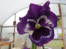 100 FLOWER SEEDS snowpansy Pansy Seeds Snow Pansy Purple Blotch - Outdoor Living - $37.99