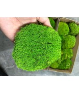 Preserved Pole Moss Pillow Bun Cushion Natural Green Decorative Real Nat... - $71.04 CAD