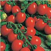 Principe Borghese Tomato Seeds 25+ Seeds Fresh - £8.50 GBP