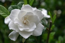 PowerOn 15+ White Gardenia Flower Seeds / Long Lasting Perennial / Garde... - $7.34