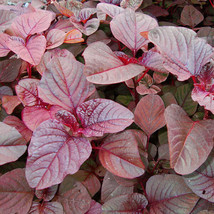 500 Red Garnet Amaranth Amaranthus Tricolor Vegetable Flower - £13.58 GBP