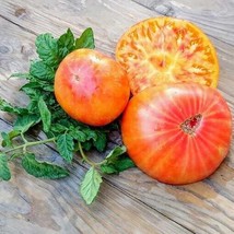 Fresh Seeds Usa 120 Big Rainbow Tomato Seeds - Heirloom - Organic - Non Gmo --FR - £5.98 GBP