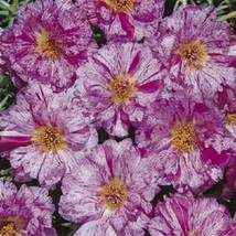 50 seeds Sundial Peppermint Portulaca Moss Rose Annual Groundcover Plant Heirloo - $8.35