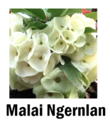 STARTER PLANT MALAI NGERN LAN Crown Of Thorns-Euphorbia Milii CHRIST PLANT - £39.01 GBP