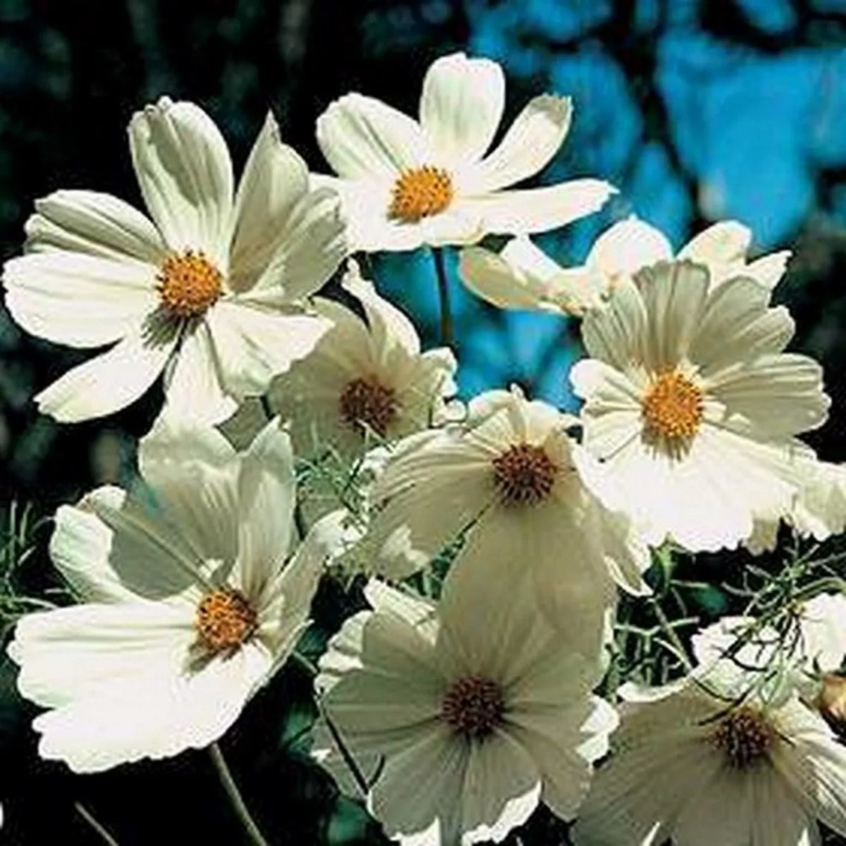 100 Fresh Seeds Cosmos Purity White - £9.31 GBP