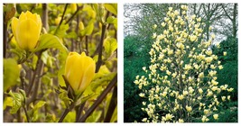 6-12&quot; Tall Live Plant - Yellow Bird Magnolia Tree/Shrub - 2.5&quot; Pot, Ships Potted - £74.78 GBP