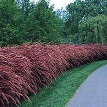 Red Fountain Ornamental Grass Seeds - $8.99