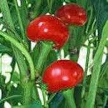 PWO Pepper, Red Sweet Cherry Seeds, Heirloom, Non-Gmo, (20+Seeds) - £1.99 GBP