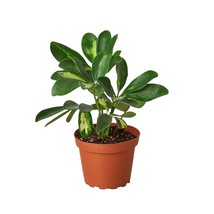 Schefflera Variegated-4&quot; Pot - $528.89 MXN