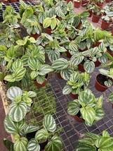 Harmony Foliage Peperomia Ecuador in 4 inch pots 30-Pack Bulk Wholesale ... - £315.98 GBP