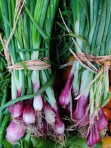 100 Red Bunching Onion Seeds, F1 Hybrid, Sweet &amp; Mild, Non-GMO - £9.84 GBP