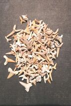 Real Shark Teeth Fossil Set  Authentic Prehistoric Specimens for Learnin... - $34.65