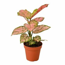 Indoor Plant GROWN IN USA Chinese Evergreen &#39;Lady Valentine&#39; Gift Easy Indoor Pl - £26.37 GBP
