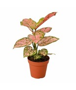 Indoor Plant GROWN IN USA Chinese Evergreen &#39;Lady Valentine&#39; Gift Easy I... - £25.96 GBP