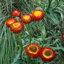 Fresh Seeds USA Strawflower Everlasting Daisy Scarlet Seeds Helichrysum ... - £10.45 GBP