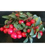 Gaultheria Cherry Berries™- Wintergreen, Teaberry- Aromatic Leaves, Colo... - $21.73+