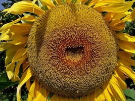 25 American Giant Hybrid Sunflower Seeds Give It Space For A Huge Head  From US  - $8.35