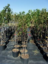 Crimson Snow Nectarine 4-6 Ft Tree Fruit Trees Plants Plant Tasty Nectarines Now - £110.60 GBP